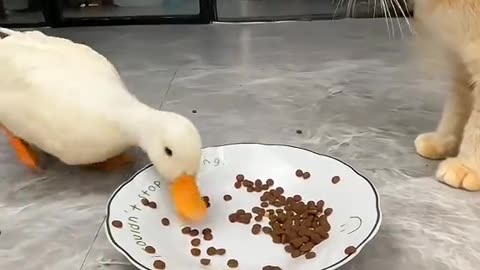 Best funny video by cat and duck