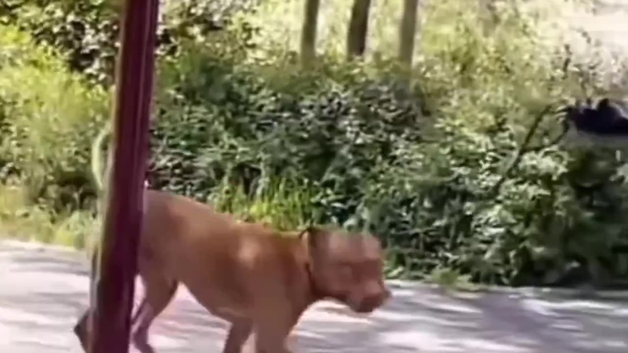 Funny animals