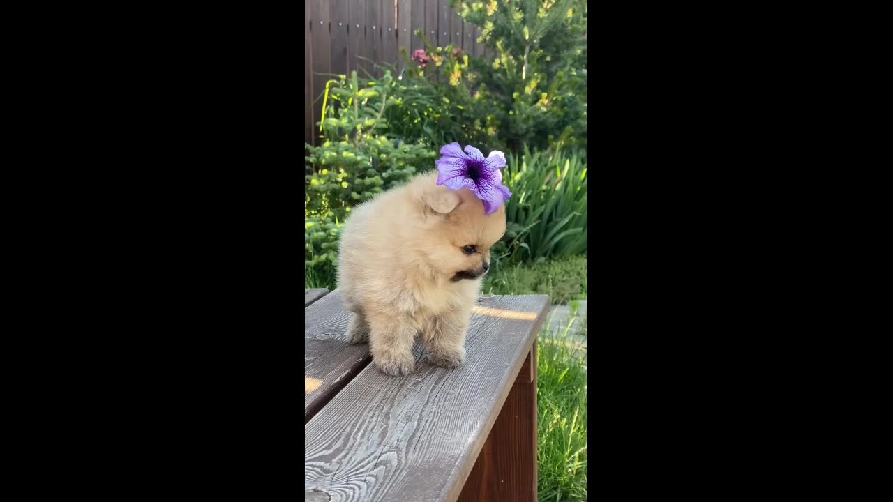 Cutes baby dogs videos