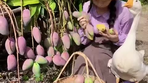 Enjoy beautiful nature with rural life