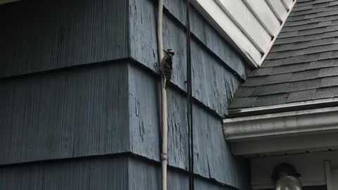 Woodpecker Hammering Away at House