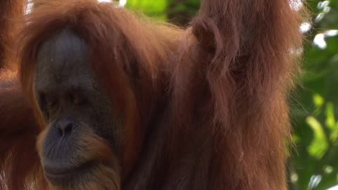 orang-utan