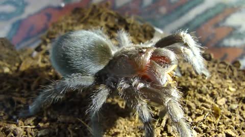 Brazilian Black - Grammostola pulchra - Pet tarantula