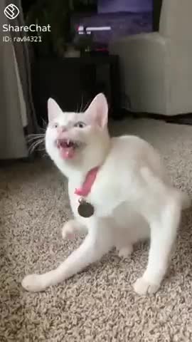 Funniest cat funny comedy scenes 🤣🤣