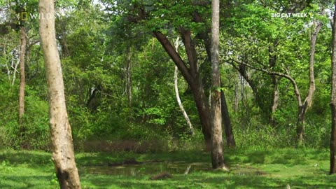 Hiding in the Shadows | The Real Black Panther | National Geographic Wild UK #rumble