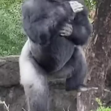 Funny Animal and Nature Videos