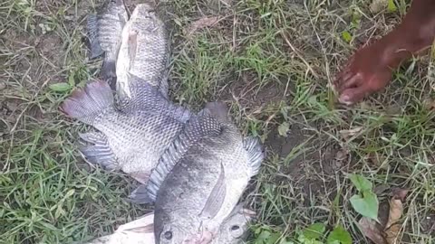 fish hunting, fishing videos, #fishing, #rohu fishing