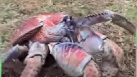 This robber crab did more than steal some golf clubs - that's criminal damage! 🦀😮