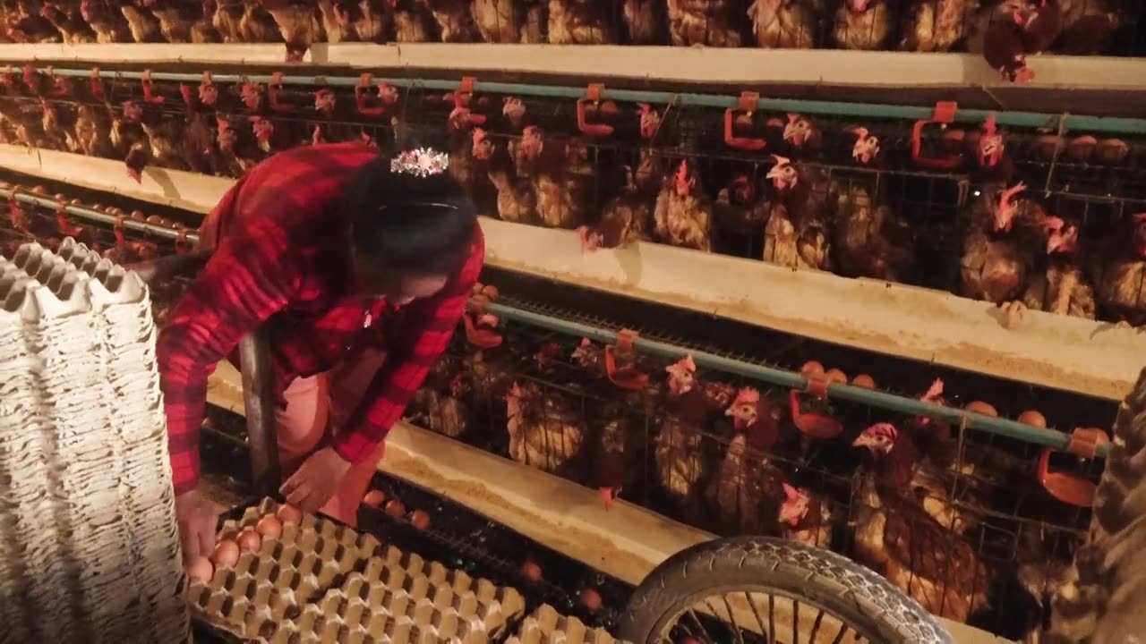 feeding laying hens that harvest millions of eggs - Breeding chickens - Meat plants