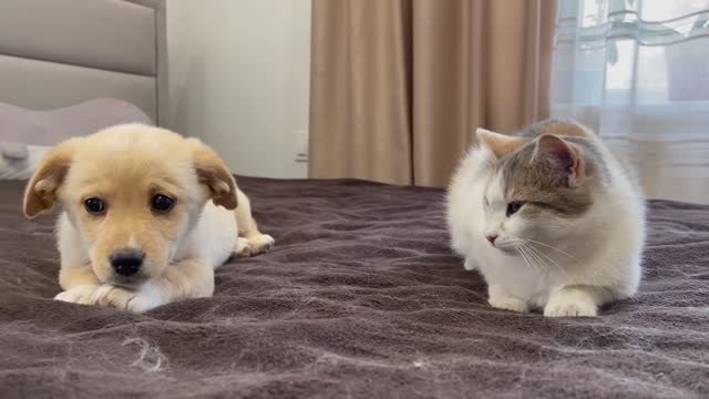 Funny Puppies Reaction to Cat