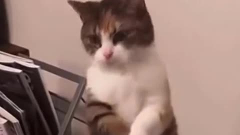 Very funny cat video My cat is soo funny