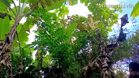 ສາວໄມມົວໄດ້ໄປຊອບກີນຢູ່ປ່າແລ້ວ