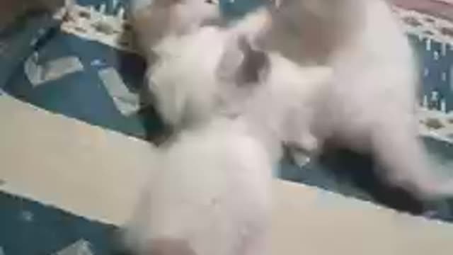 kittens fight
