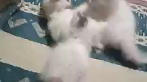 kittens fight