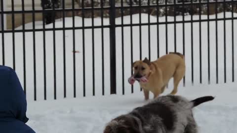 Dog Steals Glove Off of Kid's Hand and Has a Ball Playing "Keep Away"!