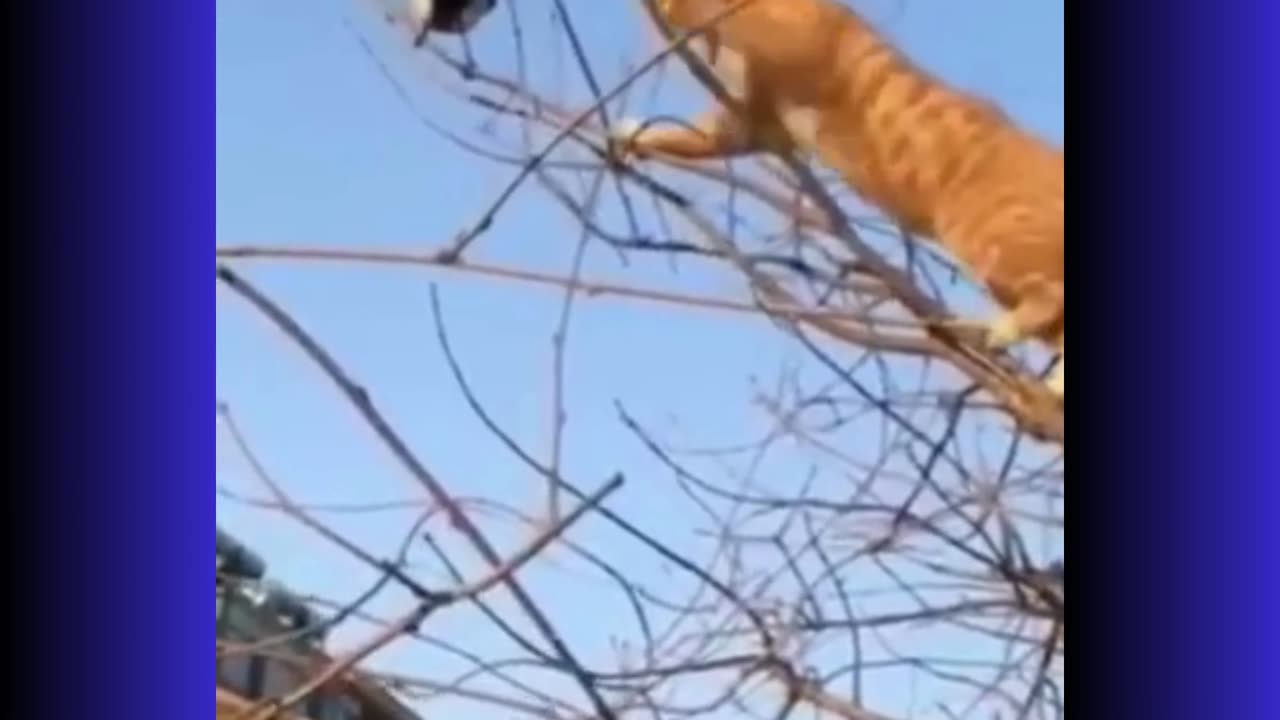 Rollercoaster of Humor: A Rollercoaster Ride of Gut-Busting Jokes and Pranks.ENJOY!
