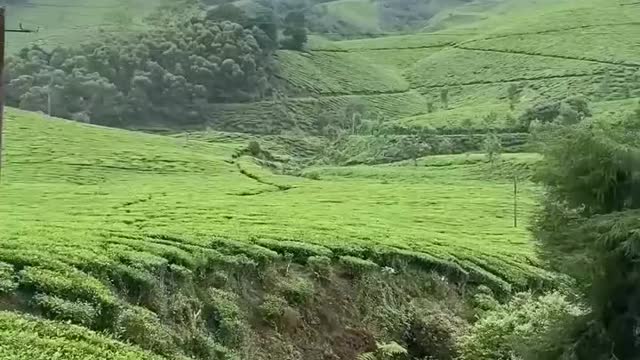 Munnar