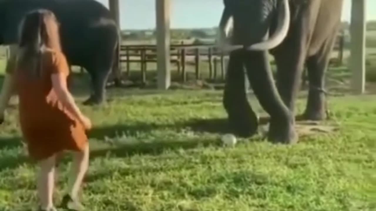 Have you ever seen an elephant playing soccer?