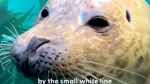 Seals like to greet this diver every time he goes on a cleanup dive!