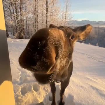 Shouldn’t be feeding the wildlife