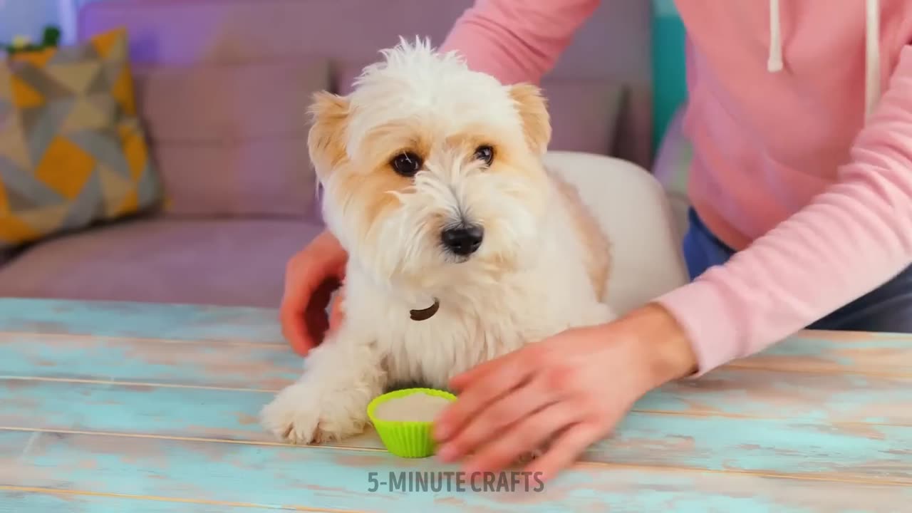 "Pawesome Pet Hacks: Making Life Easier for You and Your Furry Friend"