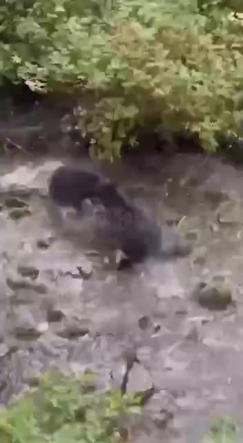 Bear cub mistook a bear for its mother