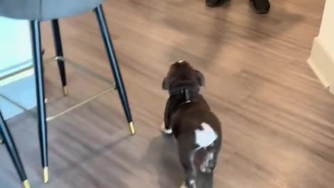 Happydog