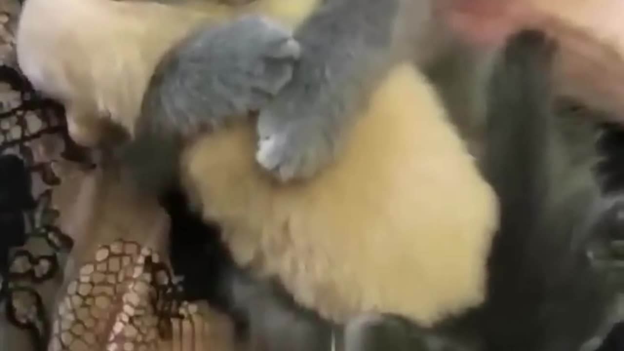 Hey one in a Million love cat