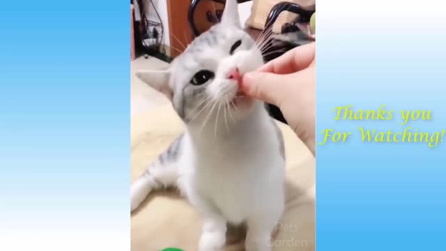 Cute and sweet cat.