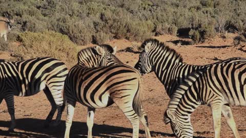 Beautiful and Funny Zebra From African Park