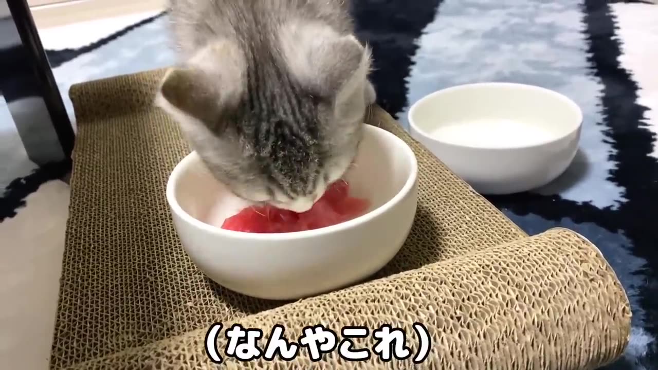 How a kitten reacted to his first tuna food#KittyCuteness#CatsInBoxes#Caturday#PawsAndPlay#Catantics