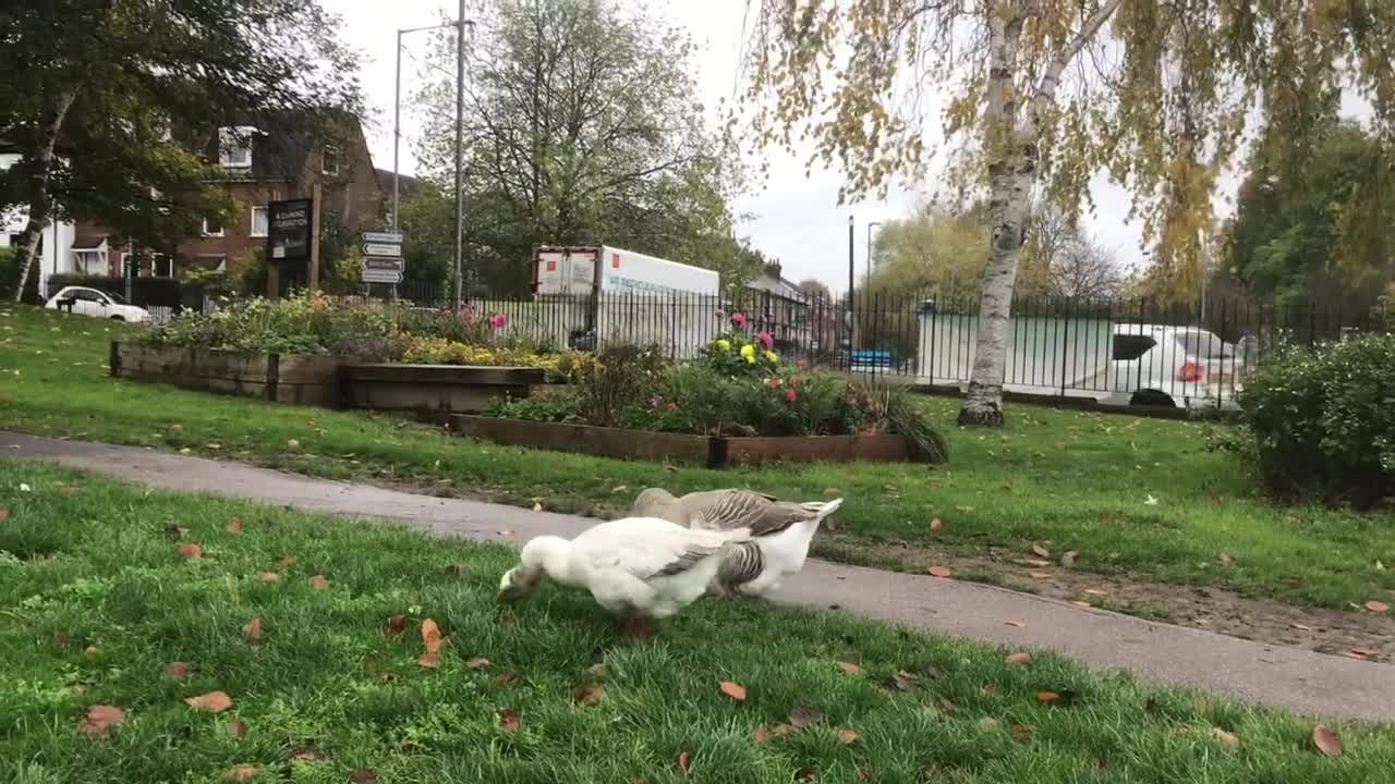 Geese are the top of the town in Chesham