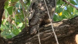 **RARE** Owl sighted in broad daylight, right in my backyard!