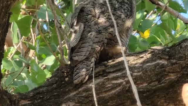 **RARE** Owl sighted in broad daylight, right in my backyard!