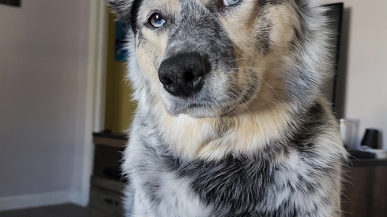 Daily Doggy Affirmations With Dad