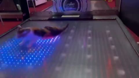 funny videos