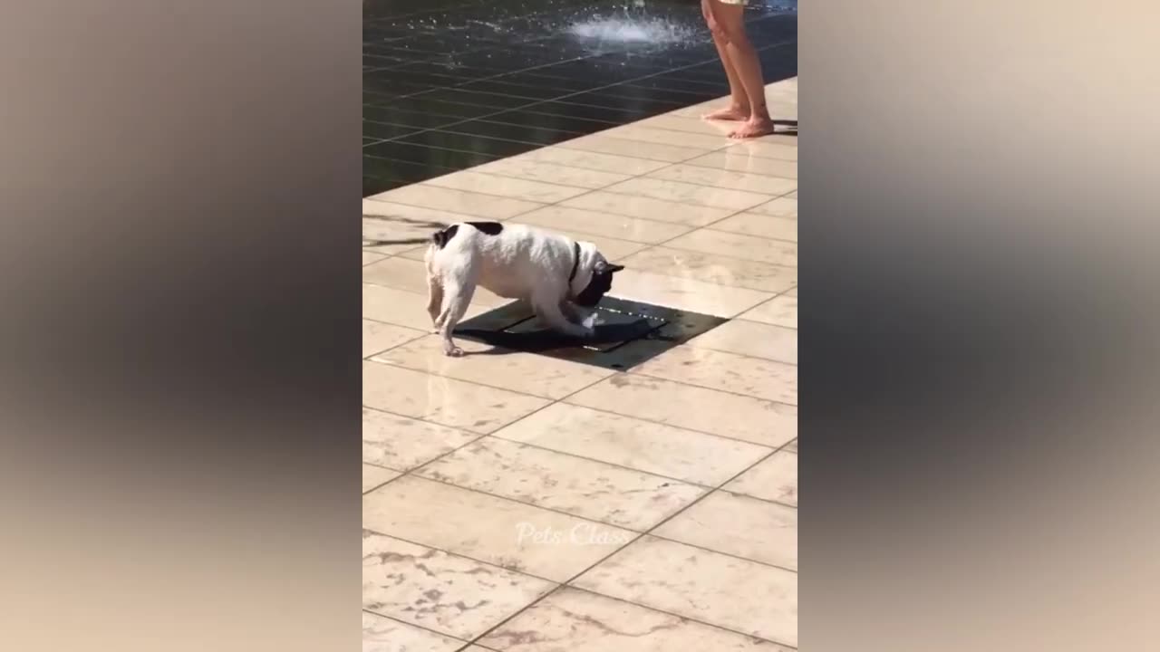 Funniest Animals π Funny Dogs and Cats Videos 2023 πΊπΆ
