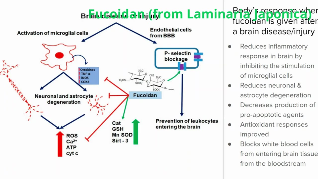 Fucoidan (from Laminaria Japonica)