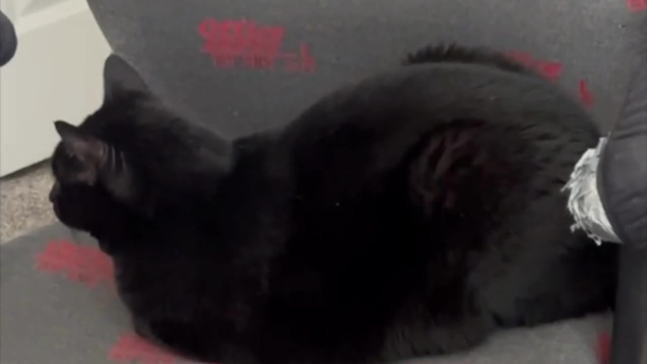 Adopting a Cat from a Shelter Vlog - Cute Precious Piper Shows How to Sit on an Office Chair #shorts