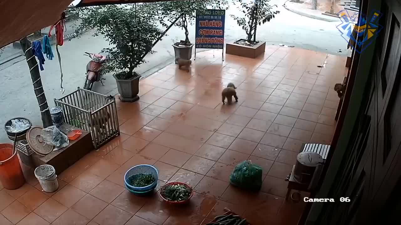 Funny animal attack. 99% try very hard to not laugh
