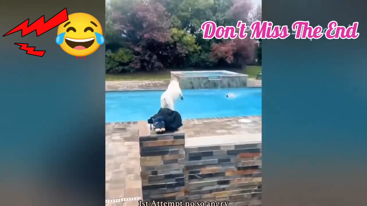 Funny Animal's