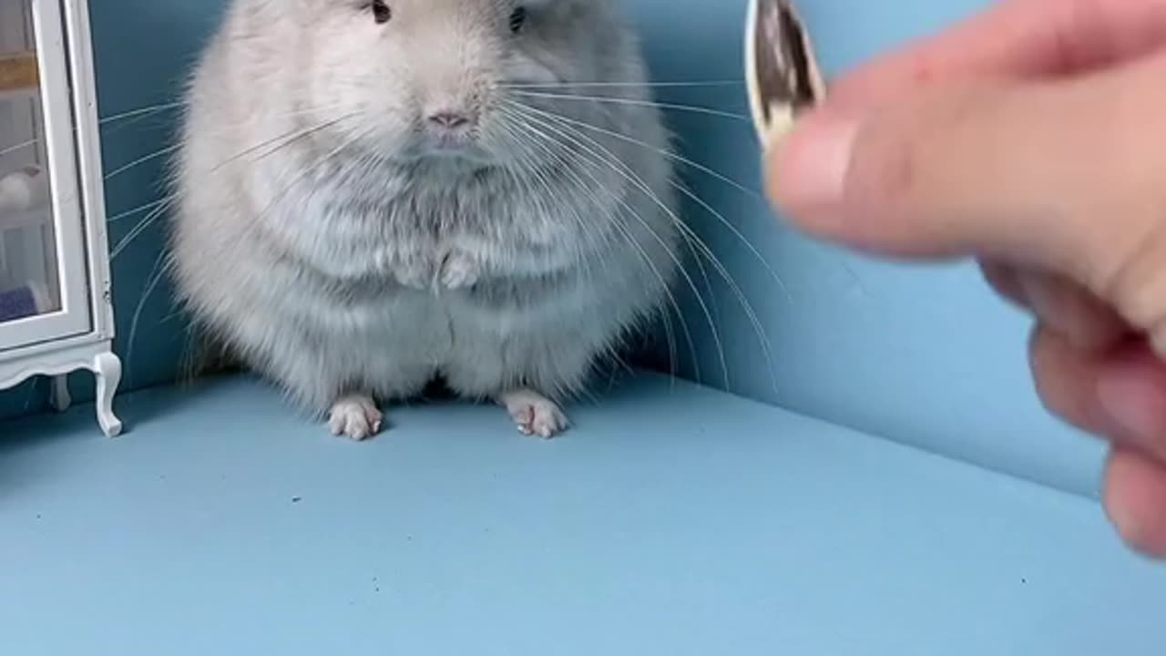 A look at a small soda so that the head is not