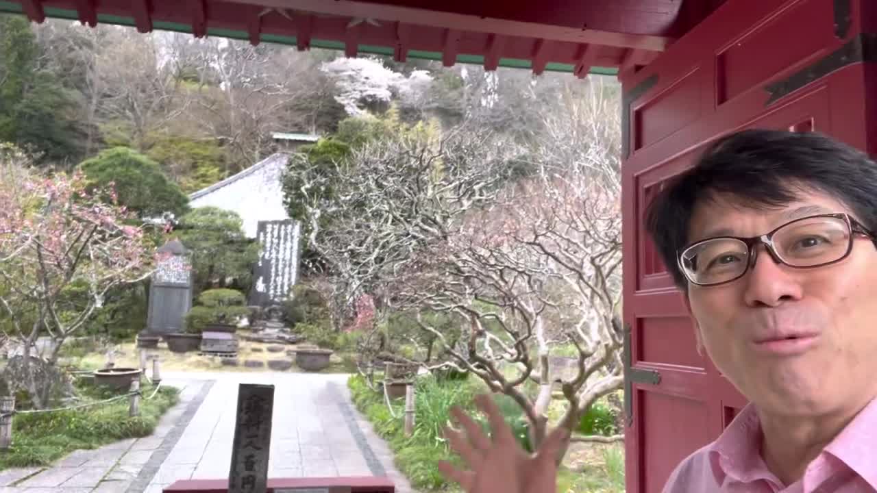 【Cherry &Temple 】(お寺と桜さくら）Sakura&Kamakura【Japanese Culture】Guide to Japanese Culture and Customs