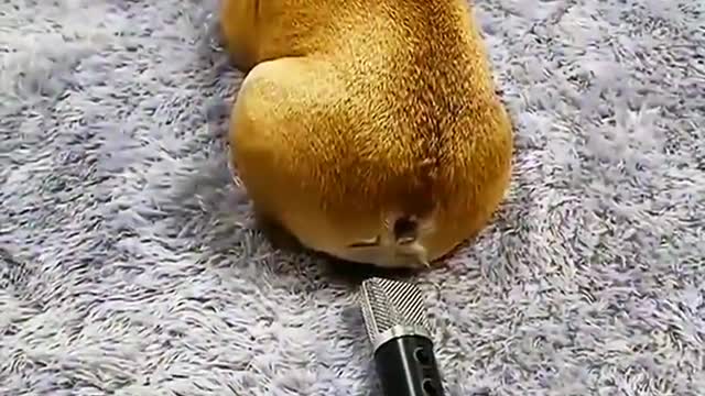 The action of the silly dog died of laughter