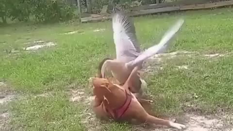 Dog vs duck fighting where is not going well,incredible