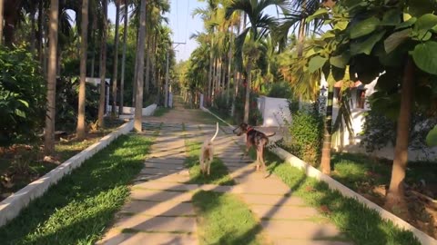 Greatdane Chasing Mudhol Hound. High speed