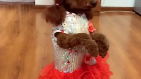 a frustração é inevitável, depois Da Chuva, Arco - íris,