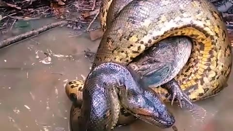 AMAZING! BIG ANACONDA HUNTS CROCODILE AND STRANGLES IT SLOWLY😱😱😱😱😱