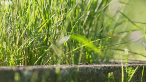 Wild Hamster Has A Graveyard Feast | Seven Worlds, One Planet | BBC Earth