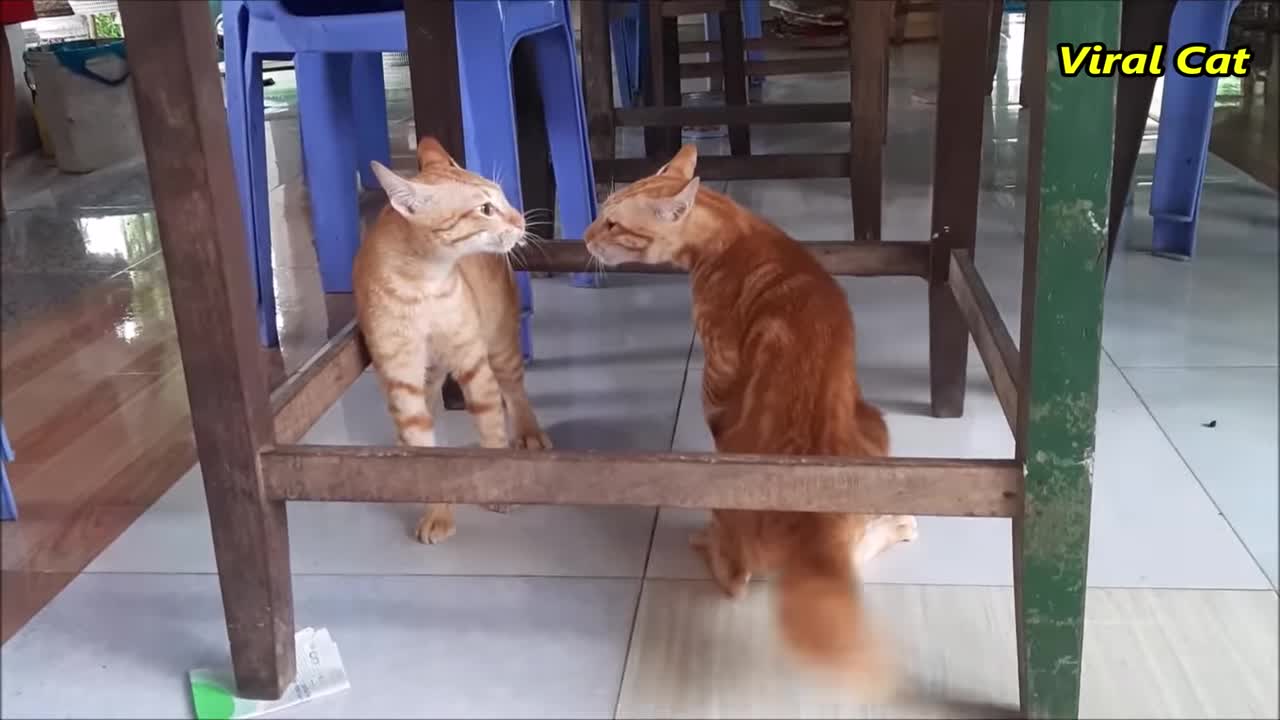 Cats Fighting and Meowing - These Two are Bloody Brothers | Viral Cat